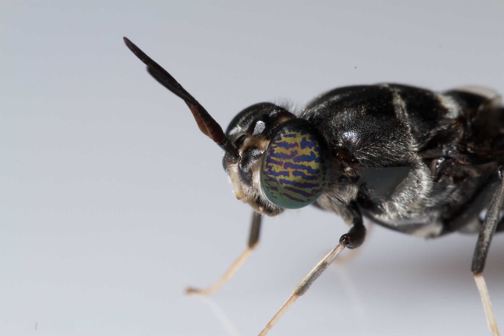Böceklerin önemi (temsili) Siyah asker sineği - Hermetia illucens fotoğrafı - Flickr @ Brian Gratwicke
