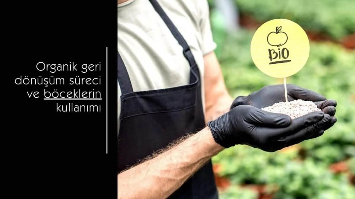 Böceklerin geri dönüşüm sürecindeki rolü ve atık yönetimi