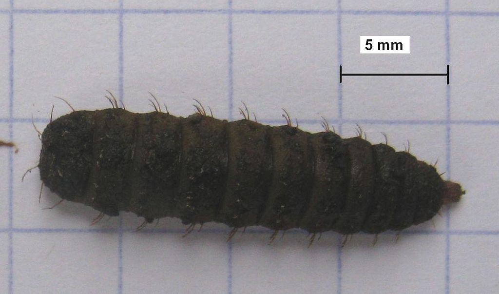 Siyah Asker Sineği Larva - 6. instar larva | Cricoidus, CC BY-SA 3.0 via Wikimedia Commons