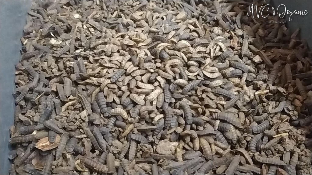 Siyah Asker Sineği Larva ve Pupa Yığını - MVC Organic